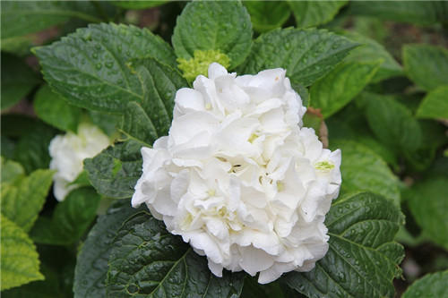 聊聊醫(yī)療器械臨床評價！同品種途徑臨床評價的重難點分析(圖3)