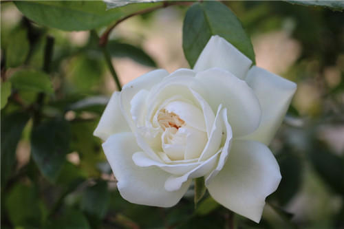 聊聊醫(yī)療器械臨床評價！同品種途徑臨床評價的重難點分析(圖4)