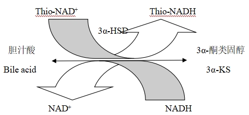 總膽汁酸測定試劑注冊技術(shù)審查指導(dǎo)原則(2020年第14號)(圖1) 總膽汁酸測定試劑注冊技術(shù)審查指導(dǎo)原則(2020年第14號)(圖1)