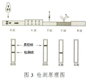 人絨毛膜促性腺激素檢測試劑(膠體金免疫層析法)注冊技術審查指導原則(2016年修訂版)(2016年第28號)(圖9) 人絨毛膜促性腺激素檢測試劑(膠體金免疫層析法)注冊技術審查指導原則(2016年修訂版)(2016年第28號)(圖9)
